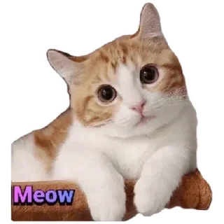 Anak Kucing