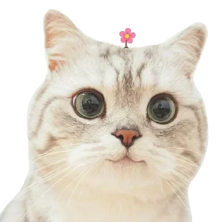 Kucing