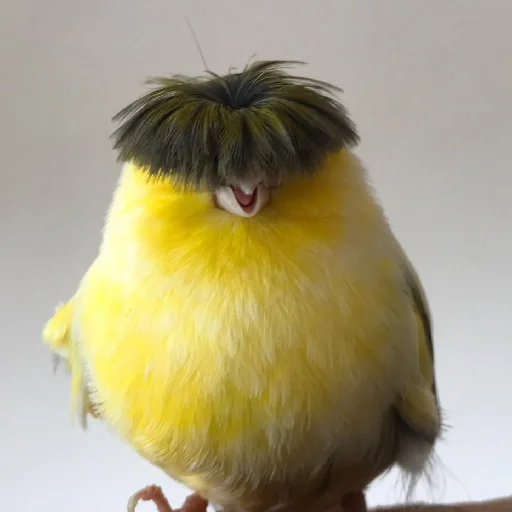 Mop Top Bird