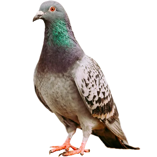 Realistic Pigeon