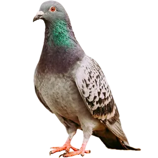 Realistic Pigeon