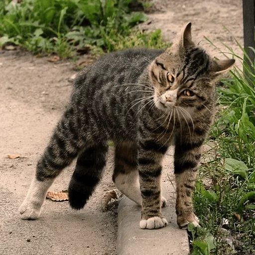 Broken Cats Telegram Sticker #2 - Broken Cats #2