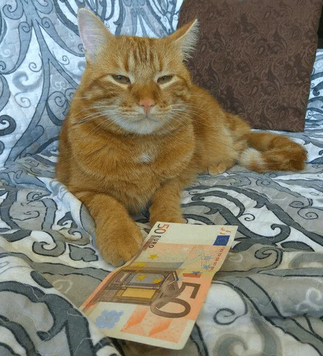 Broken Cats Telegram Sticker #7 - Broken Cats #7