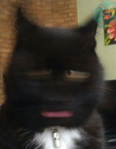 Broken Cats Telegram Sticker #13 - Broken Cats #13