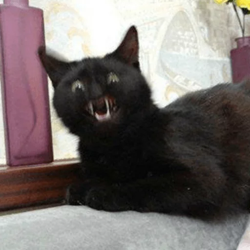 Broken Cats Telegram Sticker #17 - Broken Cats #17