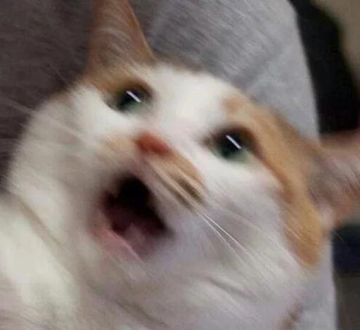 Broken Cats Telegram Sticker #19 - Broken Cats #19