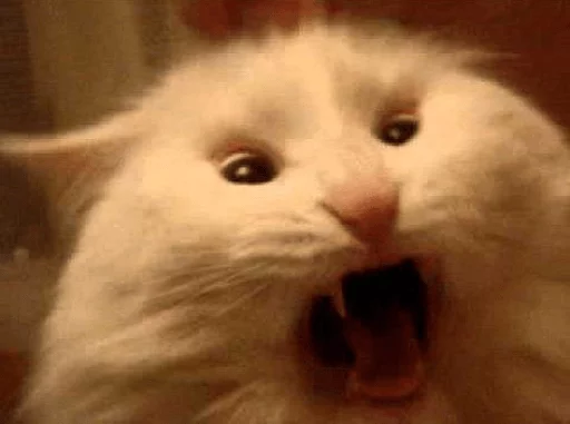 Broken Cats Telegram Sticker #20 - Broken Cats #20