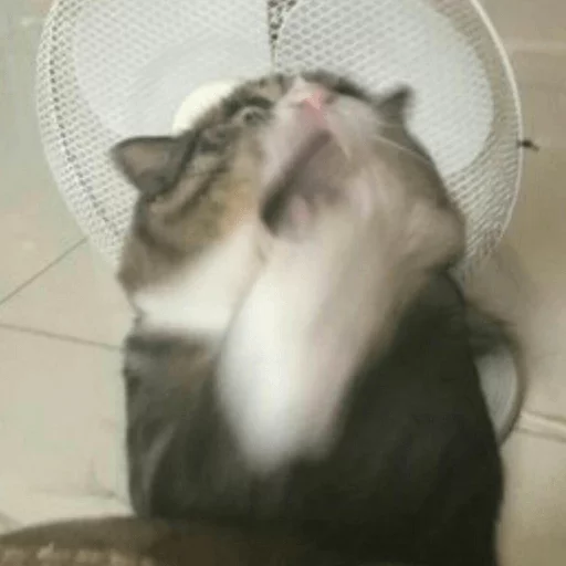 Broken Cats Telegram Sticker #22 - Broken Cats #22