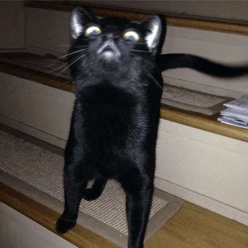 Broken Cats Telegram Sticker #24 - Broken Cats #24