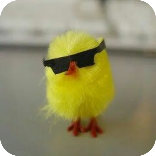 Sunglasses Chick