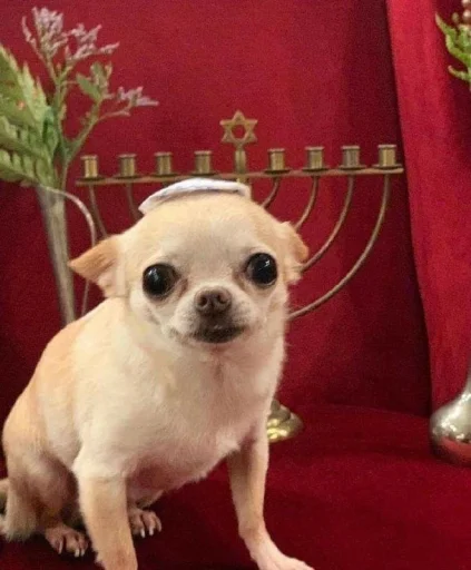 Jewish Chihuahua