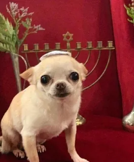 Jewish Chihuahua