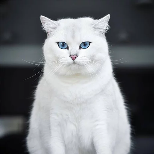 Coby The Cat Telegram Sticker #6 - Coby The Cat #6
