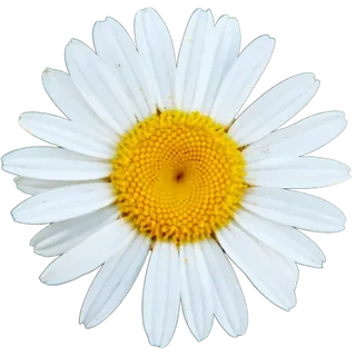 Cute Flowers