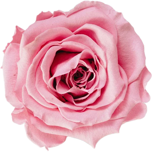 Pink Rose