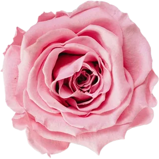 Pink Rose