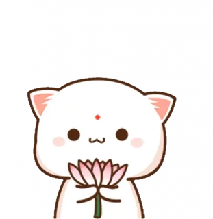Lotus White Cat