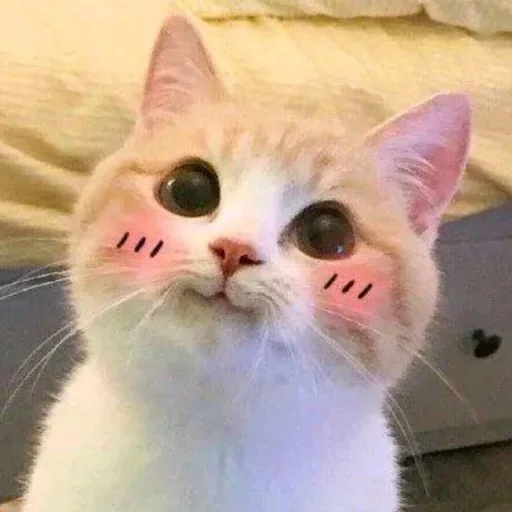 Cute Cat