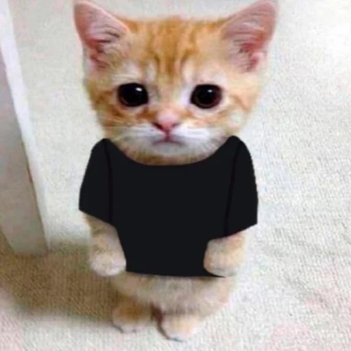 Cute Cat Telegram Sticker #11 - Cute Cat #11