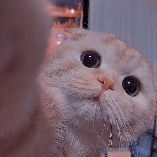 Cute Cat Telegram Sticker #17 - Cute Cat #17