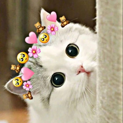 Cute Cat Telegram Sticker #18 - Cute Cat #18