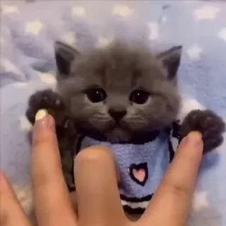 Baby Cat Miu
