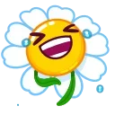 Daisy Romashka