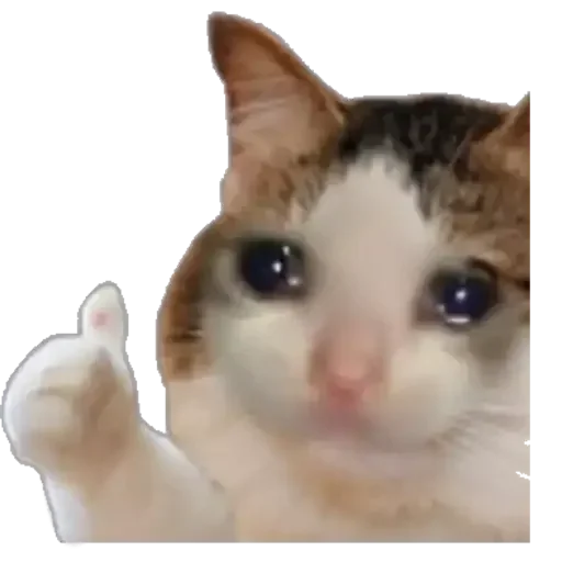 Crying Cat Thumbs Up