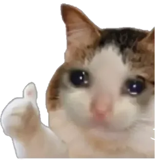 Crying Cat Thumbs Up