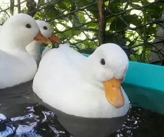 Cute Duck Life