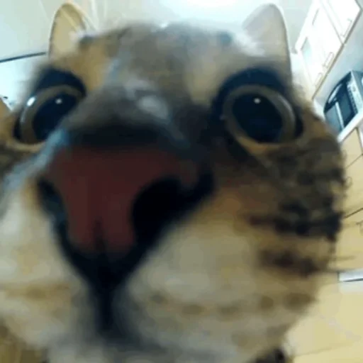 Funny Cat112