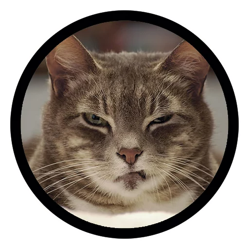 Funny Cats