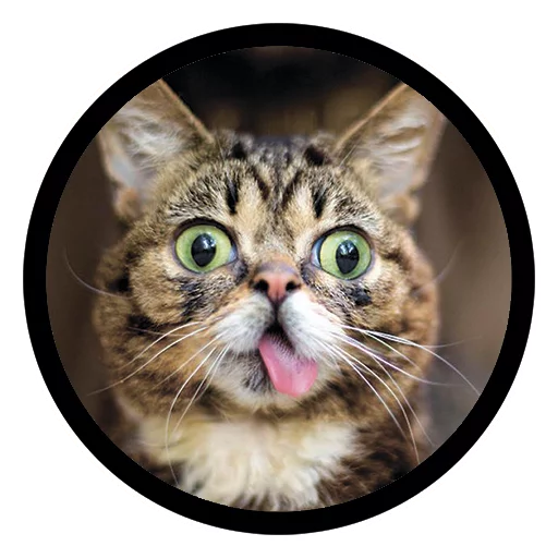 Funny Cats Telegram Sticker #3 - Funny Cats #3