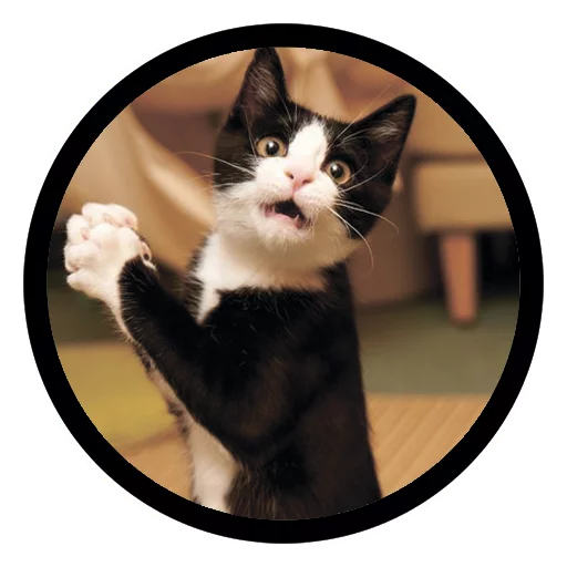 Funny Cats Telegram Sticker #4 - Funny Cats #4