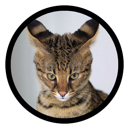 Funny Cats Telegram Sticker #11 - Funny Cats #11