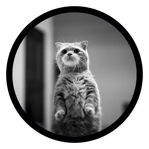 Funny Cats Telegram Sticker #16 - Funny Cats #16