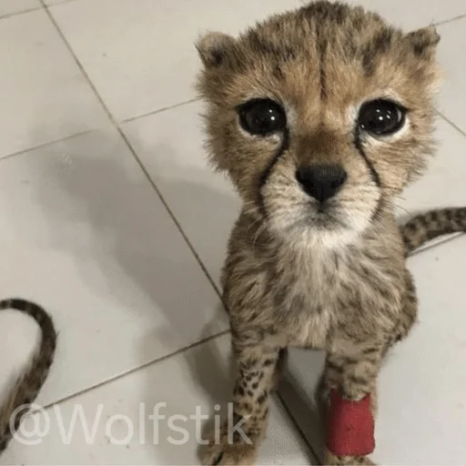 Wild Cheetah Telegram Sticker #15 - Wild Cheetah #15