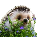 Hedgehog01 Stickers