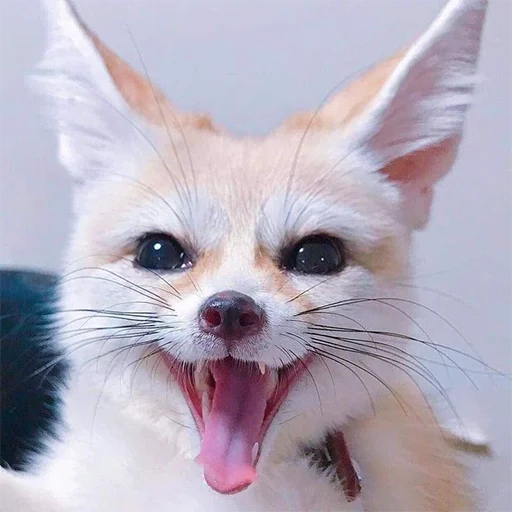 Happy Fennec Fox
