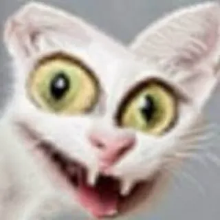 Crazy Cat Meme