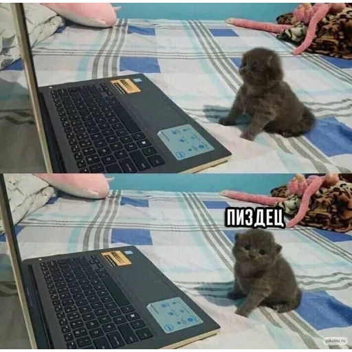 Shocked Baby Cat