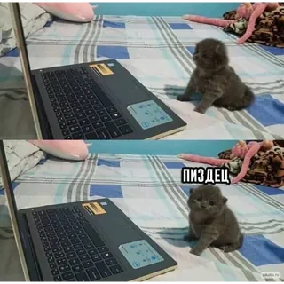 Shocked Baby Cat