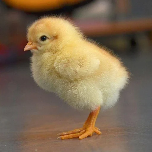 Cute Chicks
