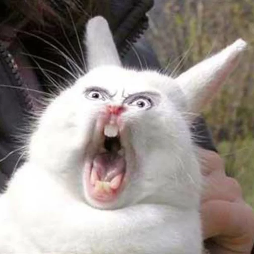 Lol Animals Telegram Sticker #3 - Lol Animals #3