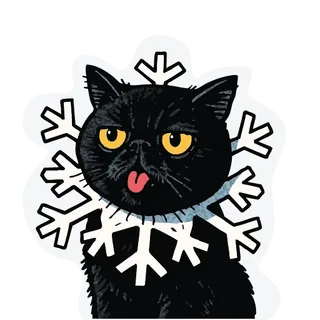 Grumpy Black Cat