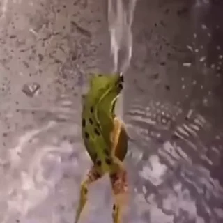 Viral Shower Frog & Internet Banter Videos