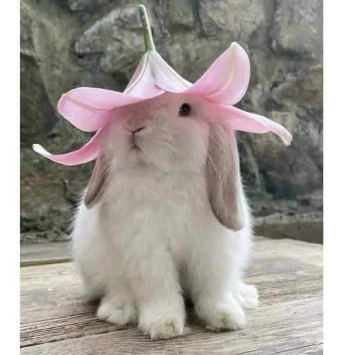 Flower Bunny