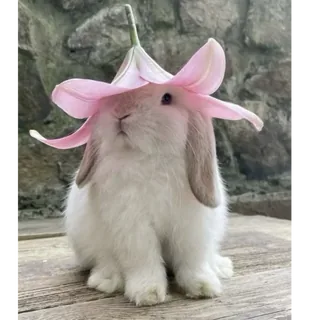 Flower Bunny