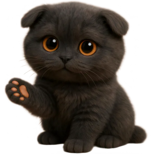 Black Kitten Nong Dum