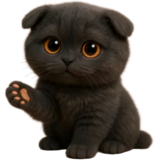 Black Kitten Nong Dum